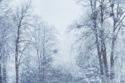 Bare trees on snow covered land