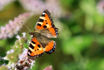 Close-up of butterfly pollinating flower