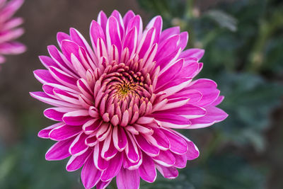 Close-up of pink dahlia flower