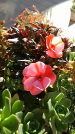 Close-up of pink flower