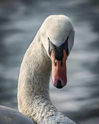 Close-up of swan swimming in lake