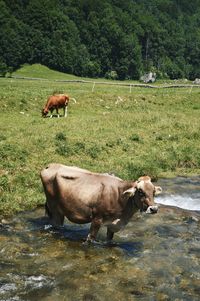 Cows in a field, one cooling off in the river in the summer