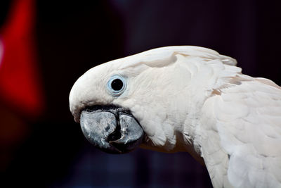 Close-up of eagle