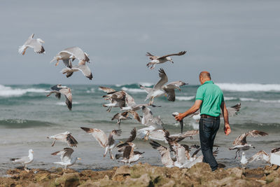 Low angle view of seagulls flying over sea