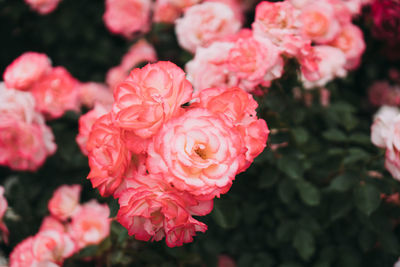 Close-up of pink roses