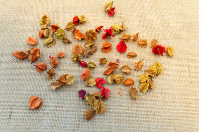 High angle view of flowers on table