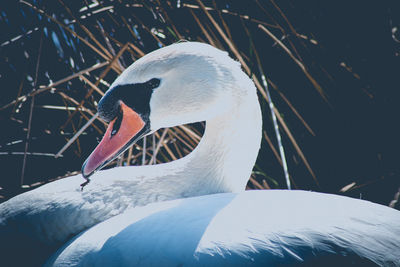 Close-up of swan in lake