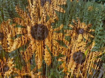 Close-up of flowering plants on land