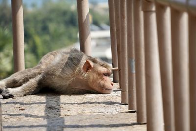 Young monkey lying in the floor with red face with blood strains after fighting with other monkeys.