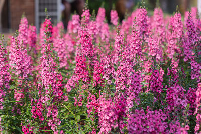 Close-up of pink flowers in garden