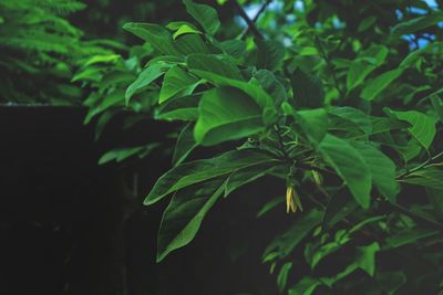 Close-up of fresh green plant