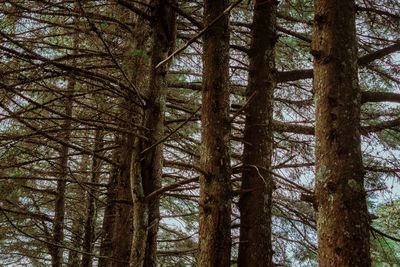 Low angle view of pine trees in forest