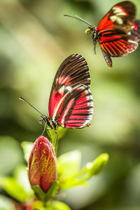 Close-up of butterfly pollinating on flower