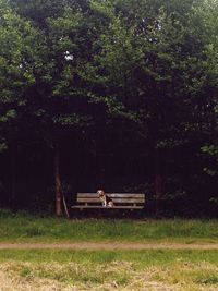 Dog relaxing on grassy field