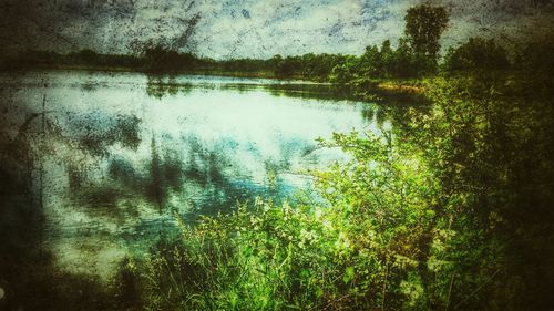 Reflection of trees in calm lake