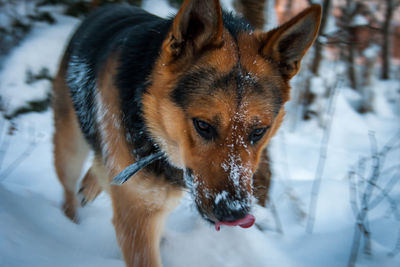 Close-up of dog in snow