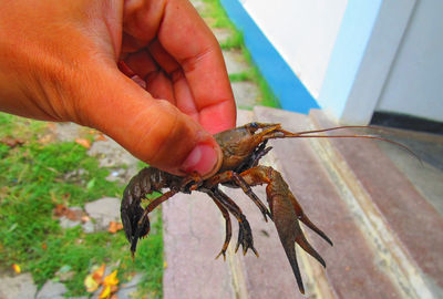 Cropped image of person holding insect