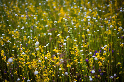 Close-up of fresh white flowers in field