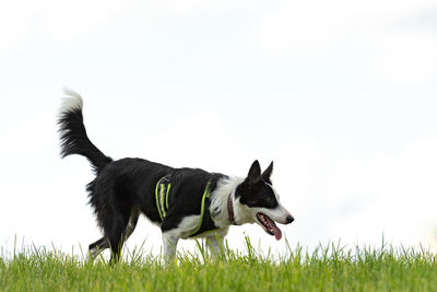 View of a dog on field against sky