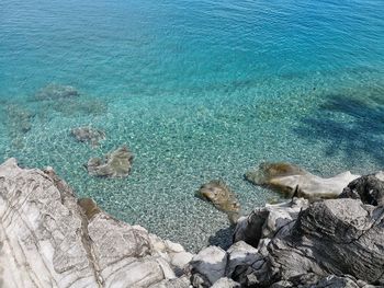 High angle view of crab in sea