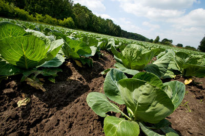 Plants growing on landscape