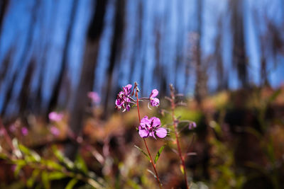 Close-up of pink flowering plant