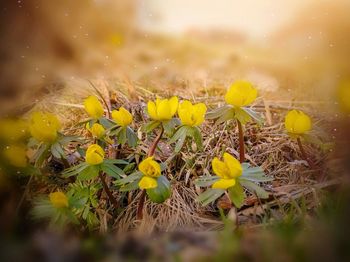 Close-up of yellow flowering plant on field