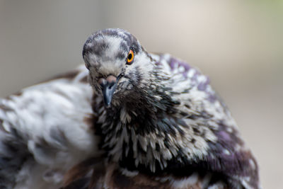 Close-up of bird