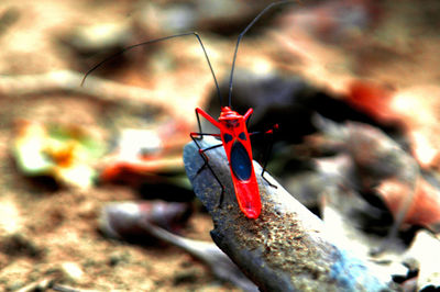 Close-up of butterfly