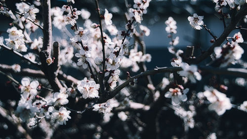 Close-up of cherry blossoms in spring