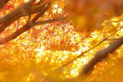 Close-up of autumn tree