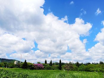 Panoramic shot of trees on field against sky