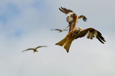 Low angle view of red kites flying in sky