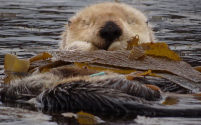 Close-up of sheep in sea