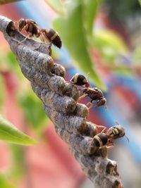 Close-up of bee on leaf