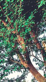 Low angle view of trees in forest