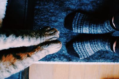 Low section of person and cat standing on carpet at home