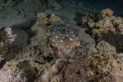Close-up of fish in sea