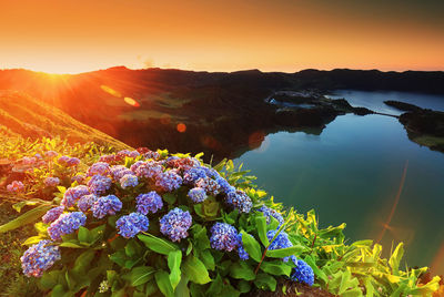 Close-up of flowers against sky at sunset