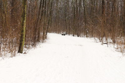 Snow covered trees in forest