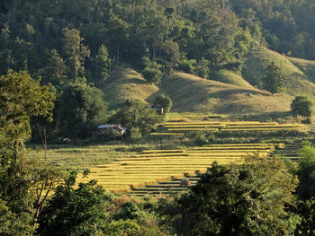 High angle view of trees on field