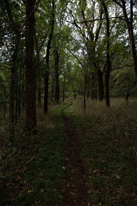 Trees growing in forest