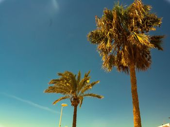 Low angle view of palm tree against clear blue sky