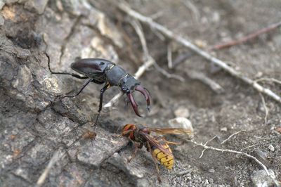 High angle view of insects