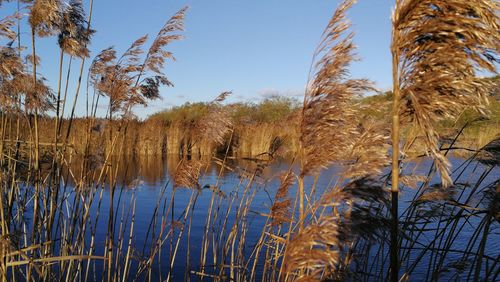 Plants by lake against sky