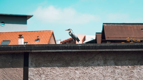 Low angle view of birds perching on roof