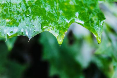 Close-up of water drops on leaf