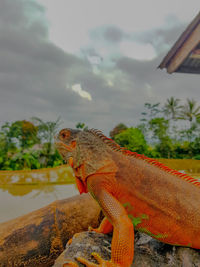Side view of a reptile against the sky