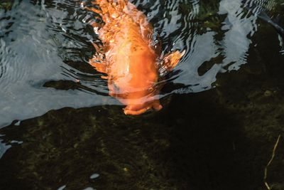 High angle view of koi fish in lake