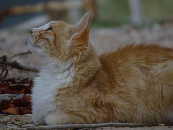 Close-up of a cat looking away